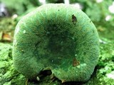 Russula parvovirescens image