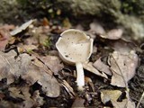 Helvella latispora image