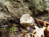 Helvella latispora image