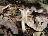 Helvella latispora image