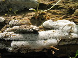 Ceratiomyxa fruticulosa var. fruticulosa image