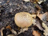 Boletus rubellus image