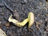 Boletus rubellus image