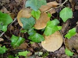 Boletus rubellus image