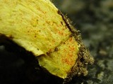 Boletus rubellus image
