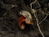 Boletus erythropus image