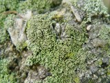 Phaeophyscia orbicularis image