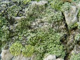 Phaeophyscia orbicularis image