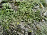 Phaeophyscia orbicularis image