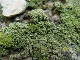 Phaeophyscia orbicularis image