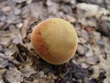 Xerocomus persicolor image
