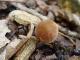 Xerocomus persicolor image