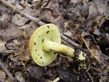 Xerocomus persicolor image