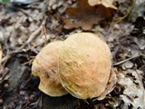 Xerocomus persicolor image