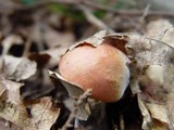 Xerocomus persicolor image