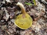 Xerocomus persicolor image