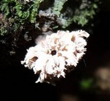 Xylocoremium flabelliforme image