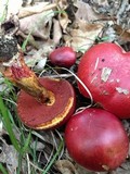 Boletus frostii image