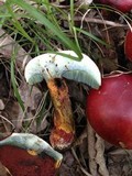 Boletus frostii image