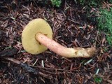 Boletus miniato-olivaceus image