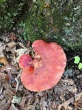 Fistulina hepatica image