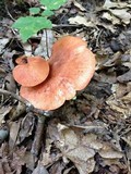 Fistulina hepatica image