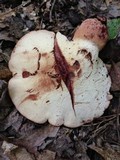 Fistulina hepatica image