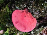 Fistulina hepatica image