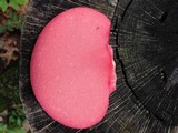 Fistulina hepatica image