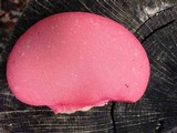 Fistulina hepatica image