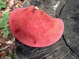 Fistulina hepatica image