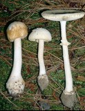 Amanita roseitincta image