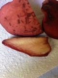 Fistulina hepatica image