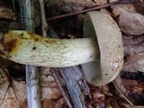 Retiboletus griseus image