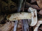Retiboletus griseus image