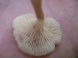 Lactarius griseus image