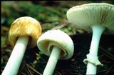 Amanita roseitincta image