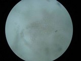 Helvella macropus image