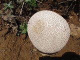 Handkea utriformis var. utriformis image