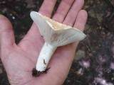 Lactarius subvellereus image