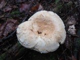 Lactarius subvellereus image