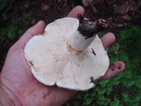 Lactarius subvellereus image
