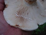 Lactarius subvellereus image
