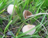 Conocybe apala image