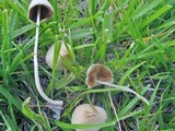 Conocybe apala image
