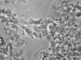 Campanella vinosolivida image