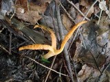 Pseudocolus fusiformis image