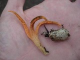 Pseudocolus fusiformis image