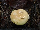 Russula compacta image