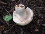 Russula compacta image